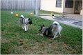 Hattie and Cowboy in the backyard